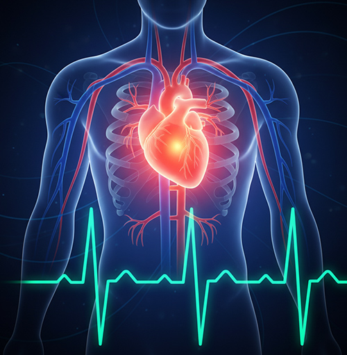 Herz und Herzschlag