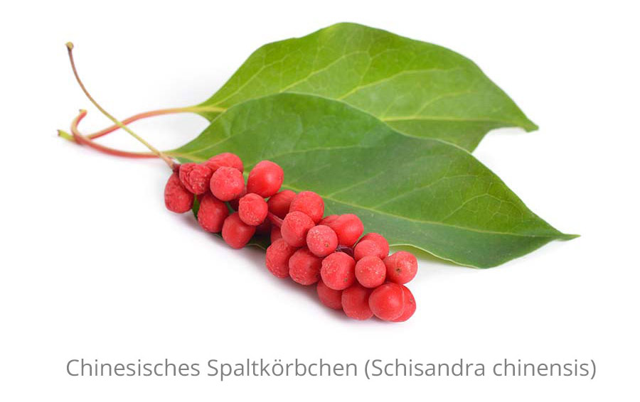 Chinesisches Spaltköpchen