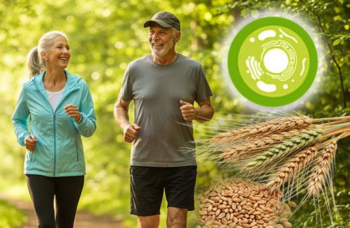 Nährstoffe für die Zellgesundheit (Spermidin)