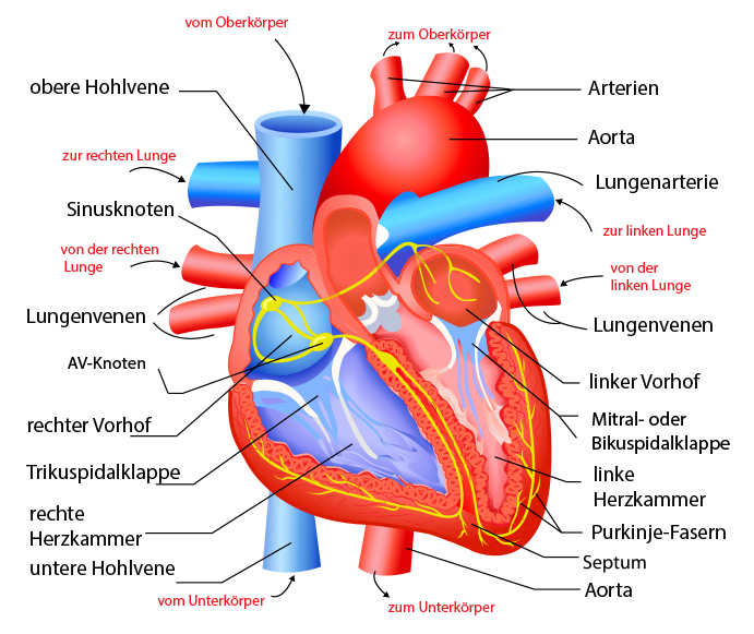 Herz Anatomie