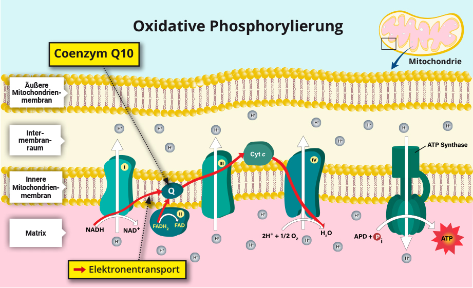 oxidative Phosphorylierung