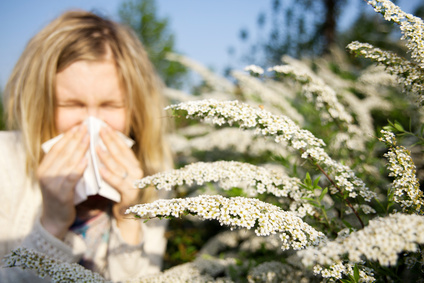 Quercetin bei Allergien